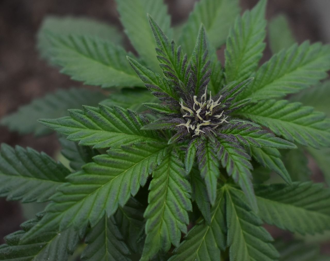 A detailed shot of cannabis plant showing green leaves and budding flower.