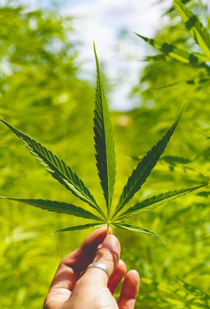 A vibrant green cannabis leaf held in hand against a bright, sunlit backdrop of a cannabis field.