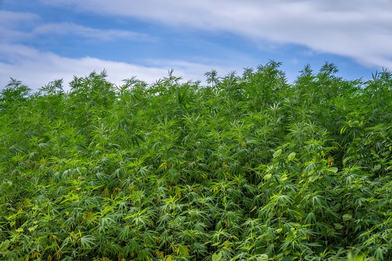 Expansive cannabis plants growing densely under a bright, clear blue sky.