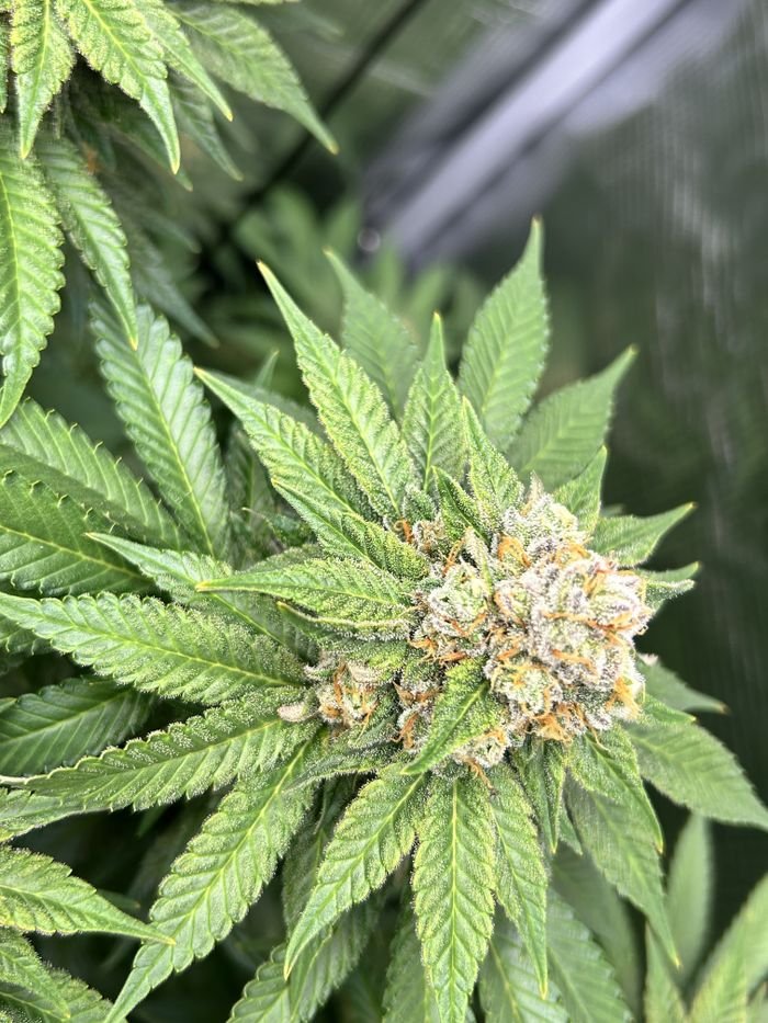 Detailed view of a cannabis plant showcasing its lush green leaves and flowering buds.