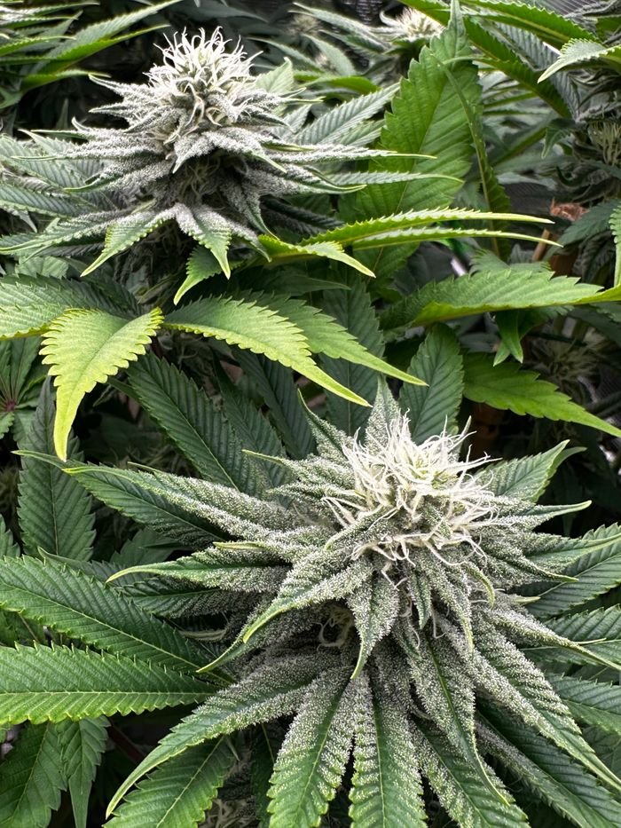 Detailed view of cannabis flowers in vibrant green foliage, Germany.