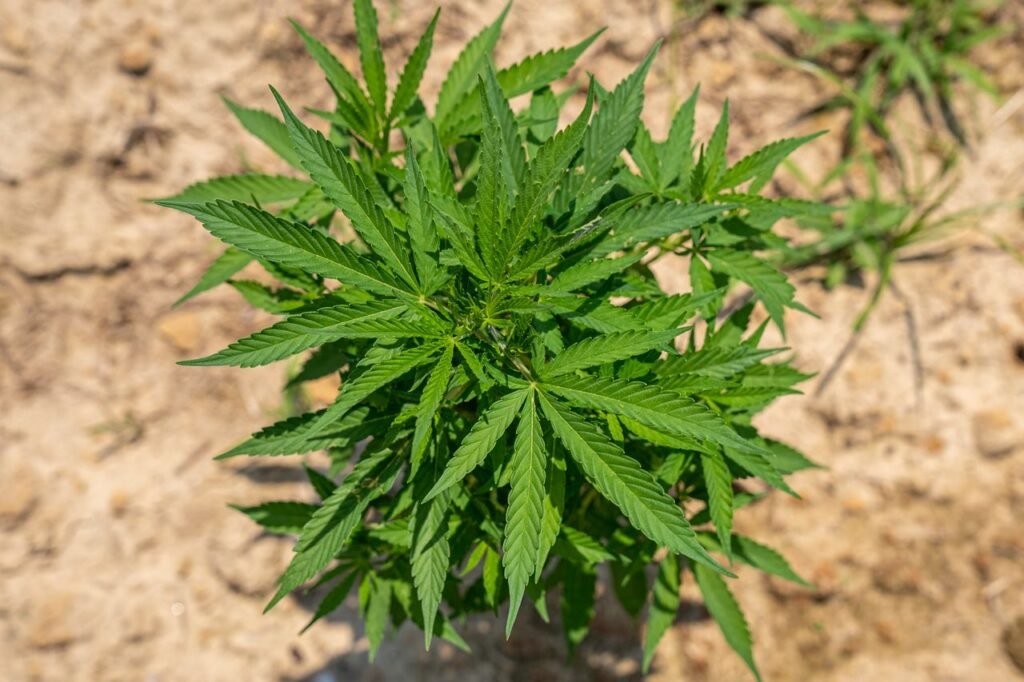 A healthy cannabis plant thriving outdoors under the sun in a natural setting.