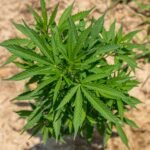 A healthy cannabis plant thriving outdoors under the sun in a natural setting.